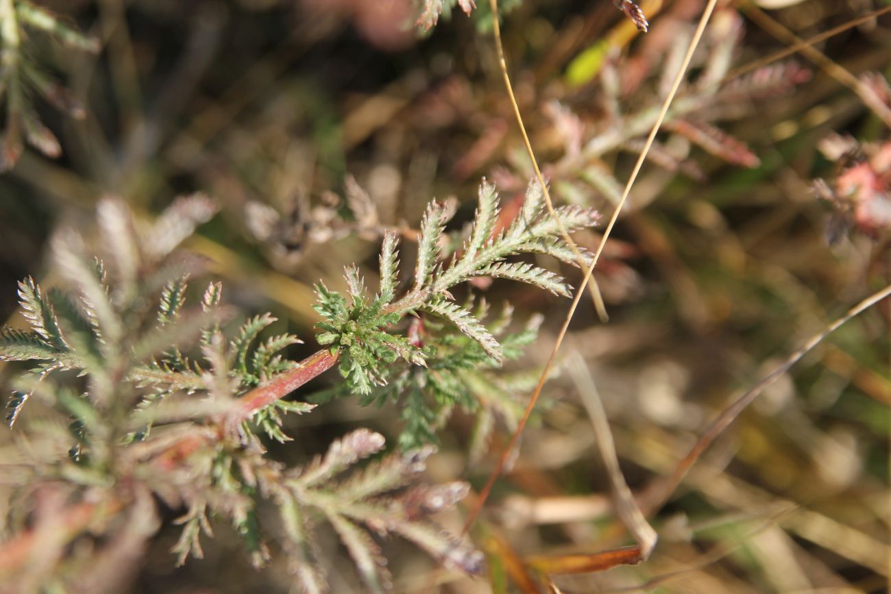 Image of genus Anthemis specimen.