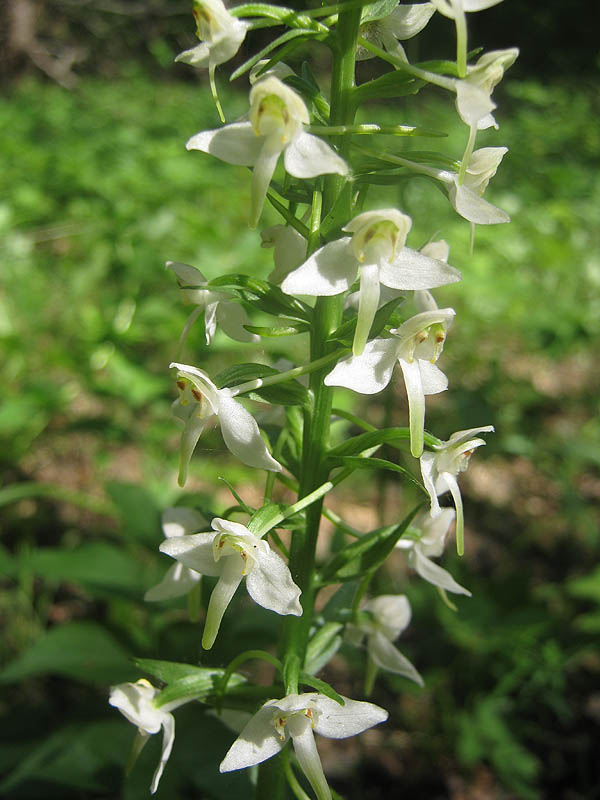 Изображение особи Platanthera chlorantha.