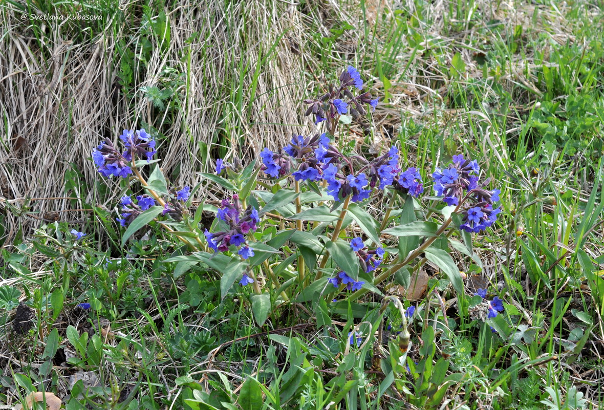 Image of Pulmonaria mollis specimen.