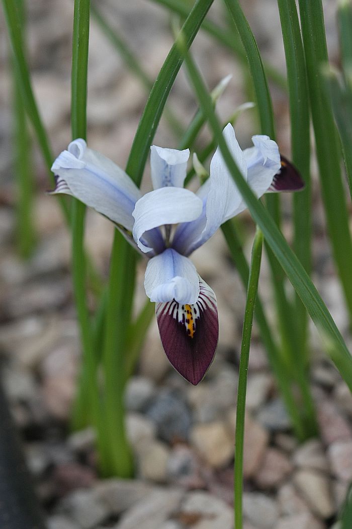 Изображение особи Iris avromanica.