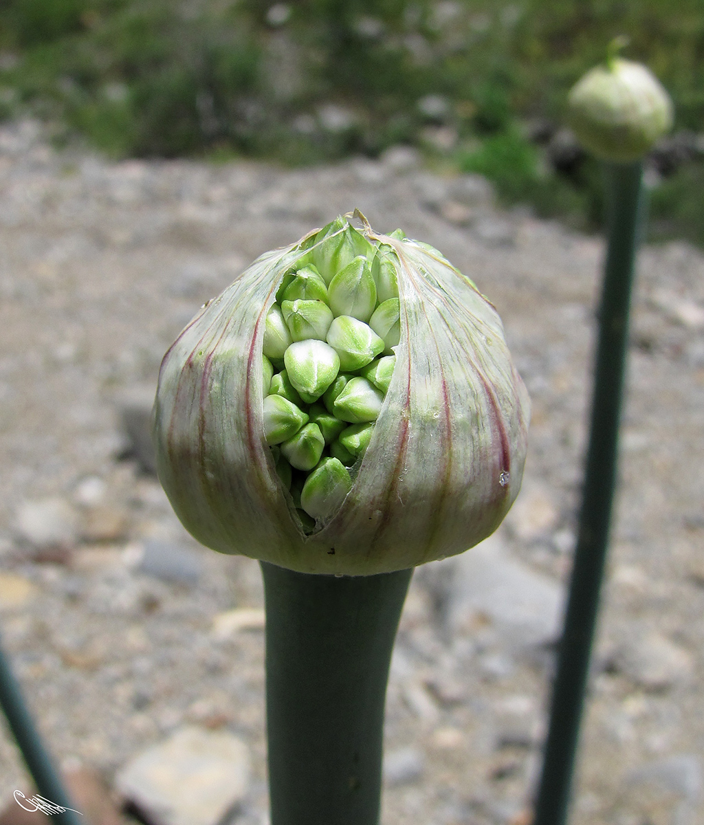 Image of Allium pskemense specimen.