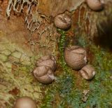 Platycerium bifurcatum