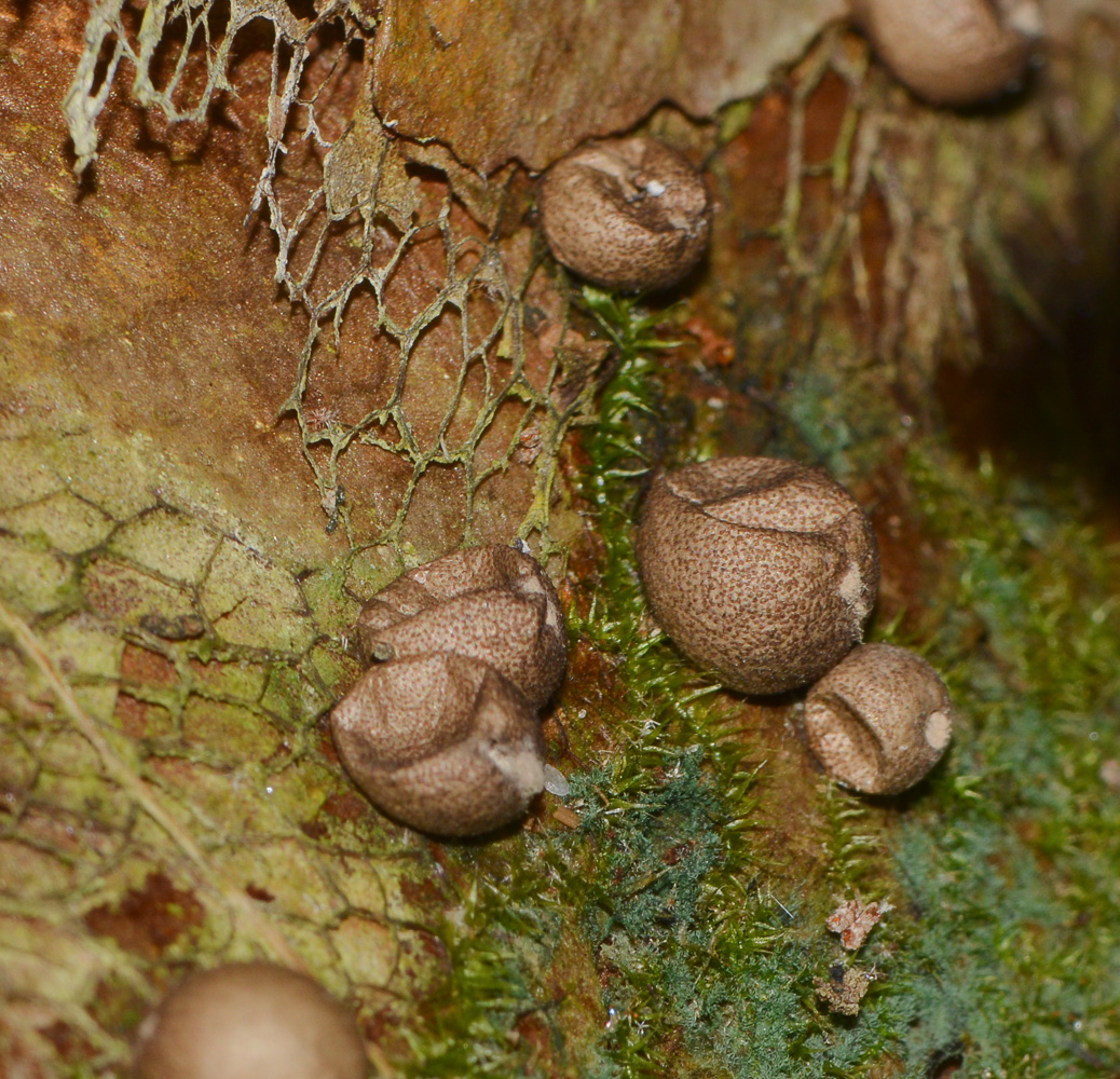 Image of Platycerium bifurcatum specimen.
