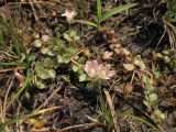 Anagallis tenella. Цветущие и плодоносящие растения. Нидерланды, провинция Gelderland, община Bronkhorst, окр. дер. Zelhem, участок со снятым несколько лет назад верхним слоем почвы. 10 июля 2010 г.