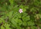 Geranium robertianum. Цветок и завязи. Краснодарский край, г. Сочи, Лазаревский р-н, окр. с. Уч-Дере, подножие горы, покрытой широколиственным лесом. 01.08.2018.