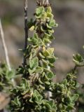 Origanum onites