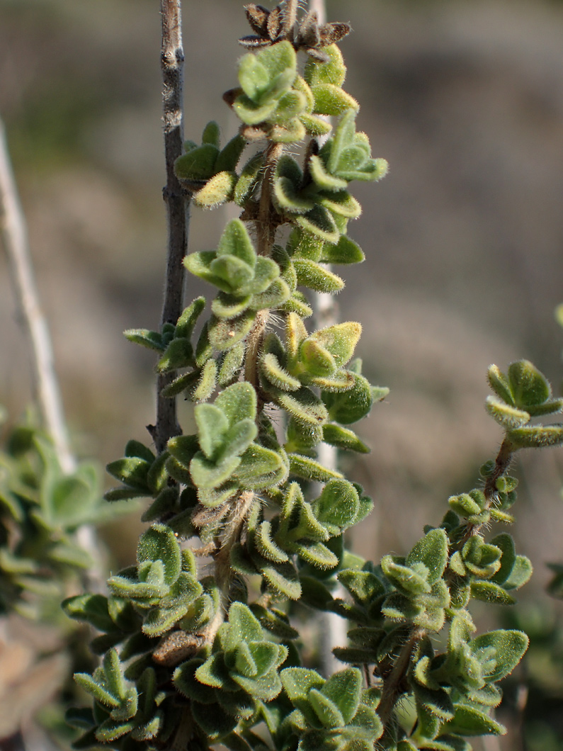 Image of Origanum onites specimen.