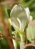 Trigonella foenum-graecum