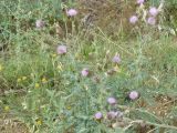 Cirsium incanum. Цветущее растение. Южный Берег Крыма, окр. г. Ялта. 27.06.2010.