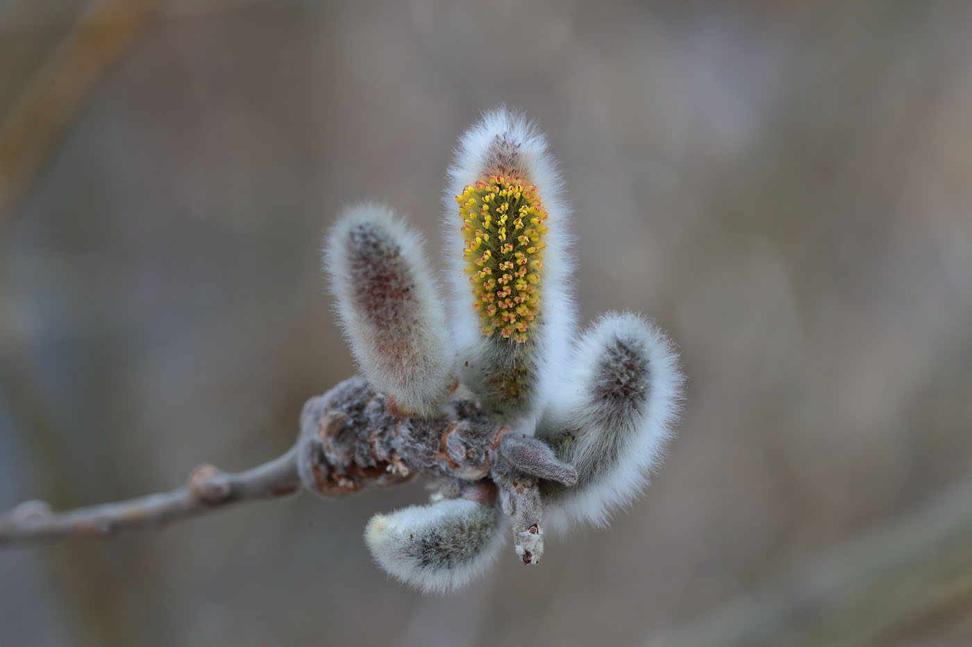 Image of genus Salix specimen.