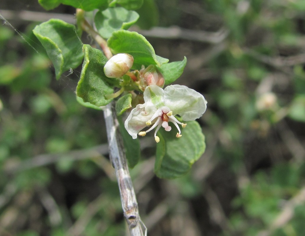 Изображение особи Atraphaxis replicata.