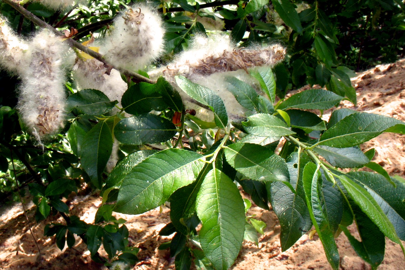 Изображение особи Salix myrsinifolia.