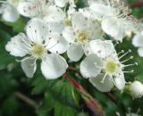 род Crataegus. Цветки. Тверская обл., г. Тверь, Заволжский р-н, набережная Афанасия Никитина, в озеленении. 23 мая 2019 г.