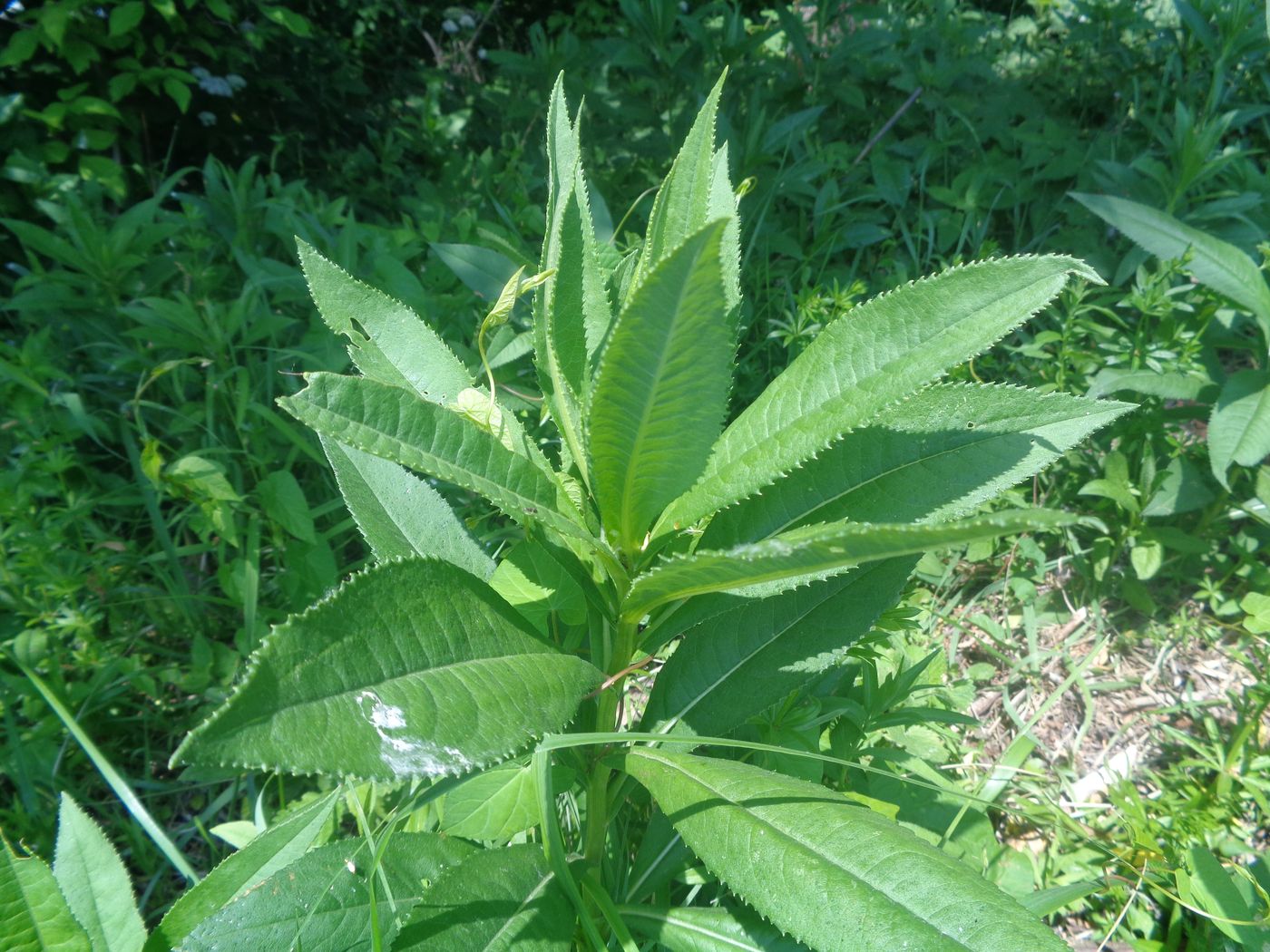 Image of Senecio sarracenicus specimen.