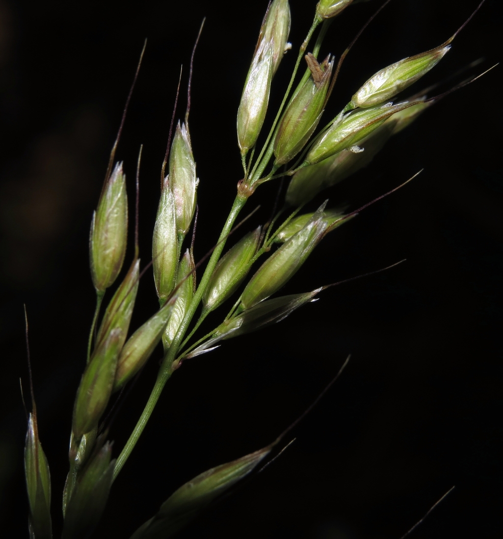 Image of Arrhenatherum elatius specimen.