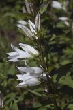 Campanula latifolia. Часть соцветия (гипохромная форма). Костромская обл., Судиславский р-н, дер. Антипино, в культуре. 03.07.2019.