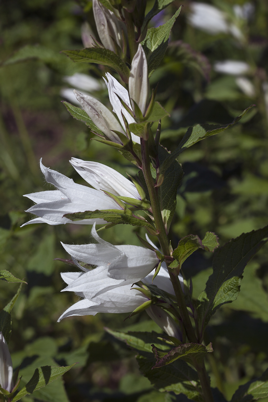 Image of Campanula latifolia specimen.