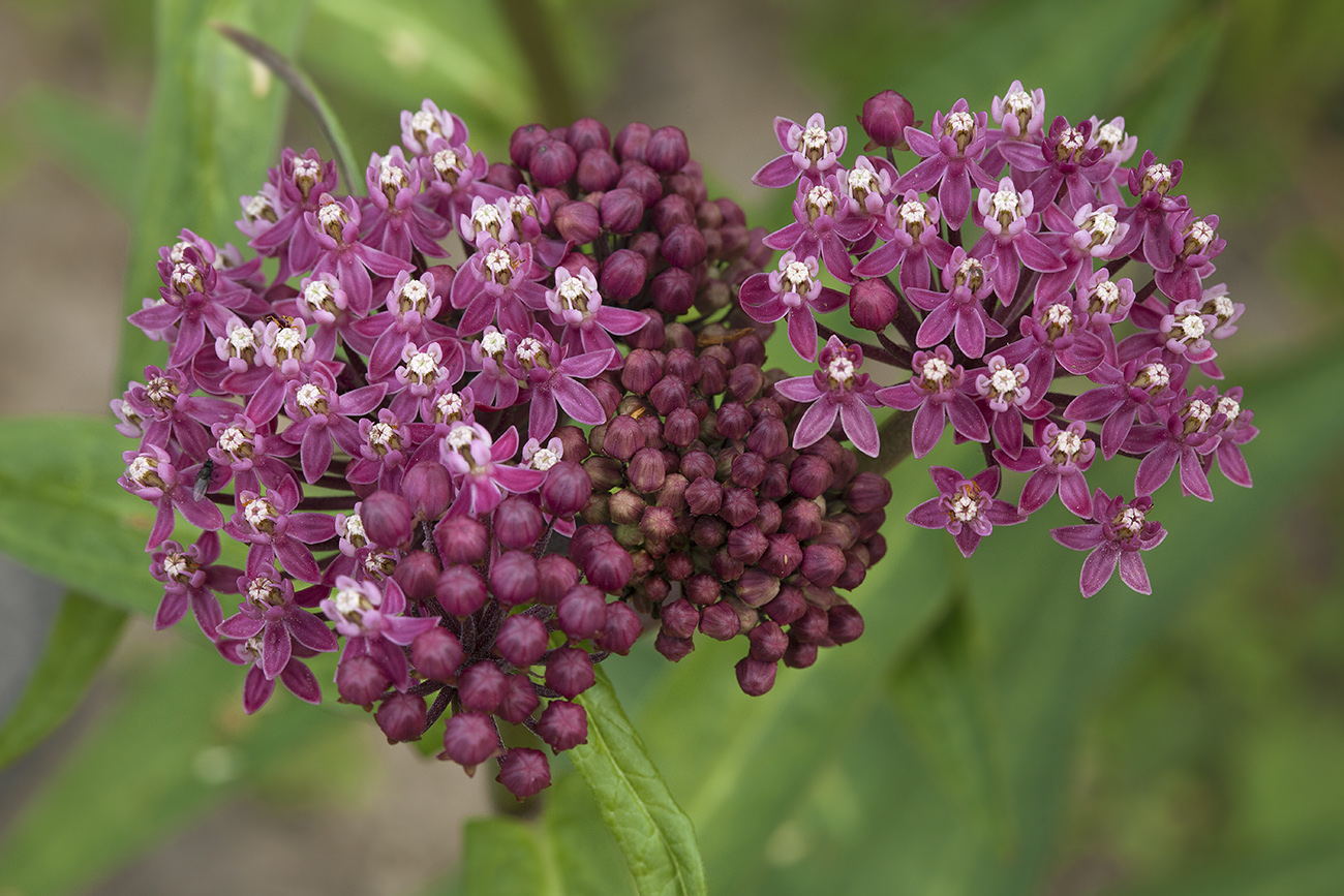 Изображение особи Asclepias incarnata.