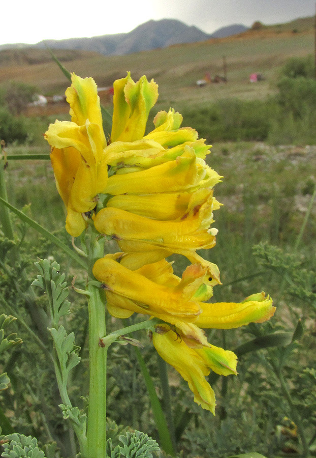 Image of Corydalis stricta specimen.