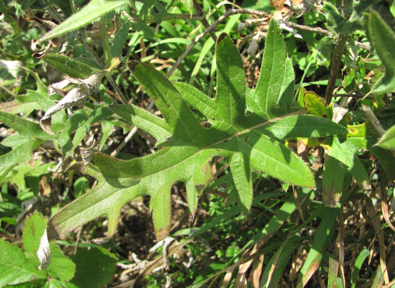 Image of Cirsium euxinum specimen.