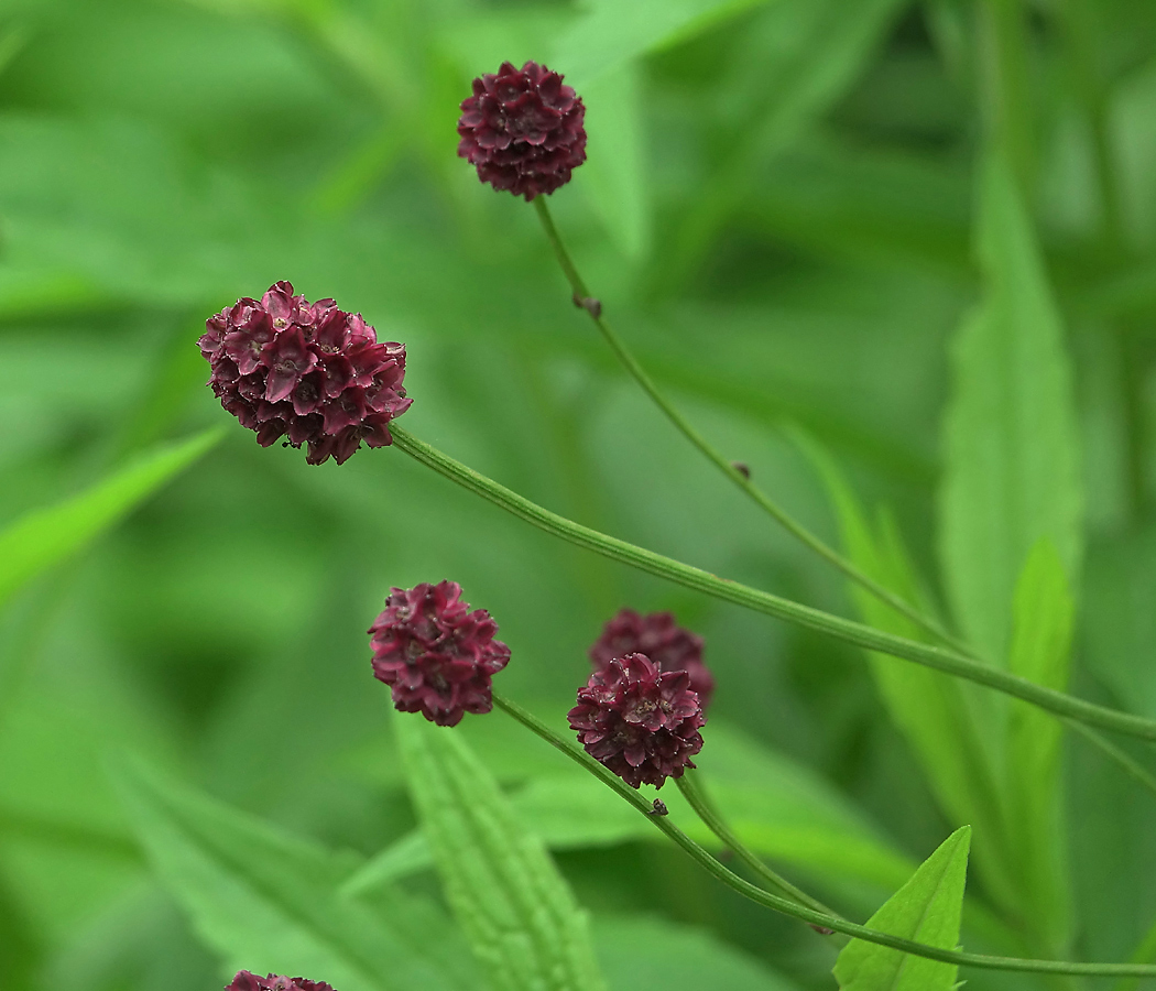 Изображение особи Sanguisorba officinalis.