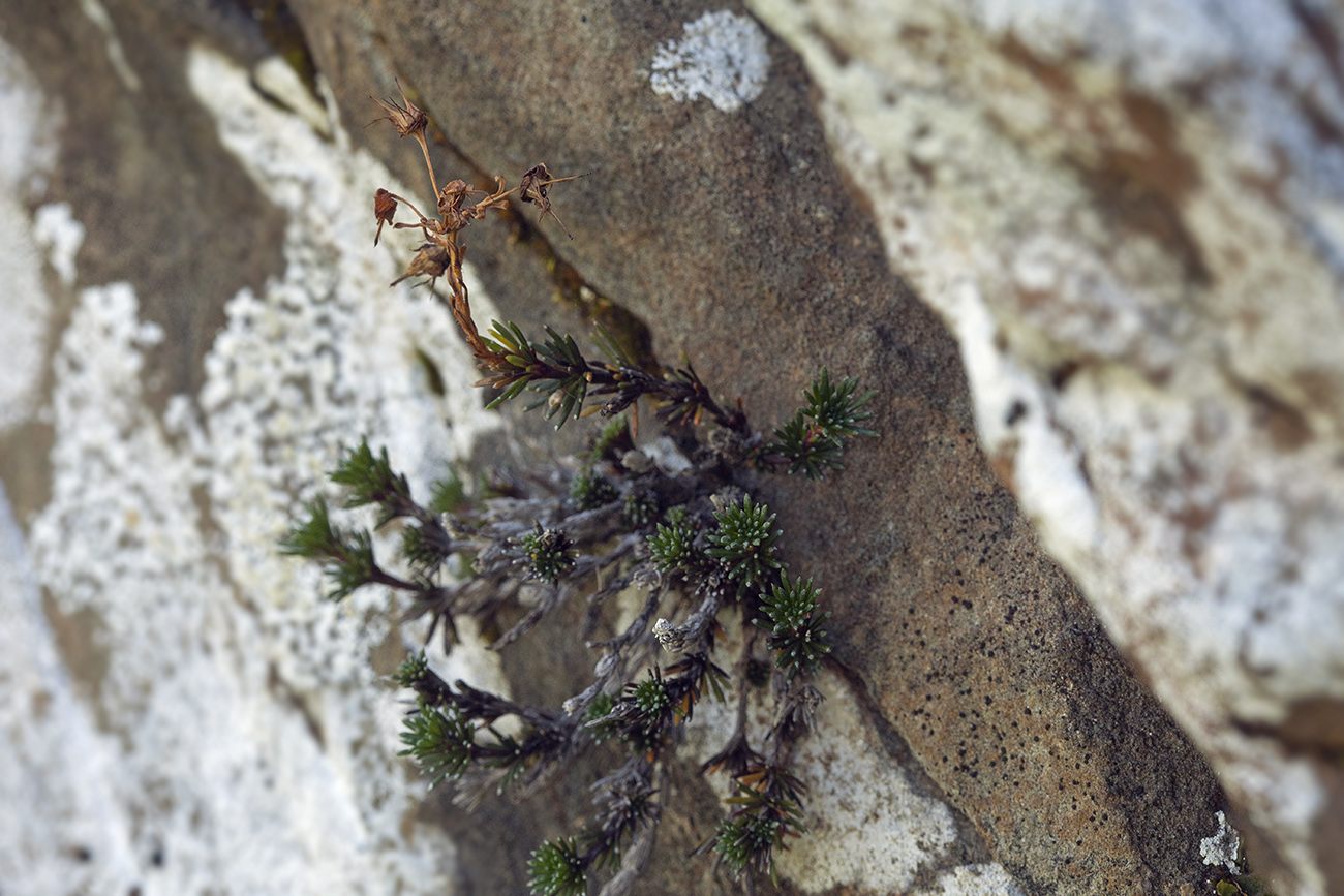 Изображение особи Saxifraga juniperifolia.