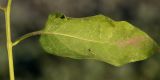 Solanum dulcamara