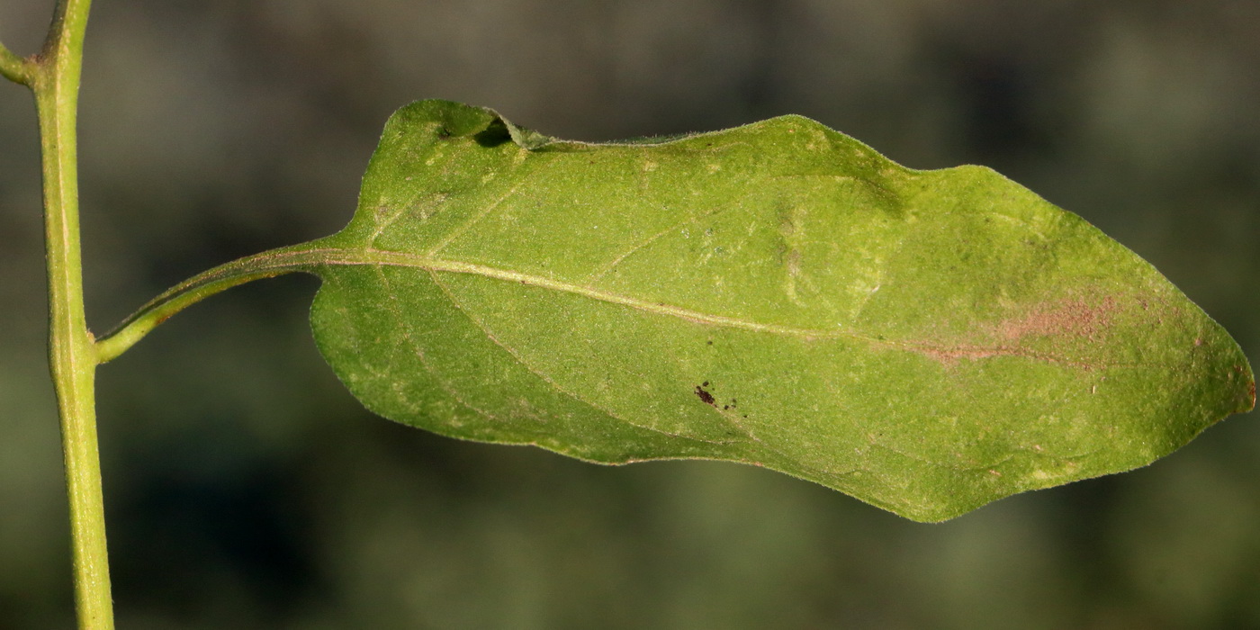 Изображение особи Solanum dulcamara.