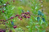 Cotoneaster melanocarpus