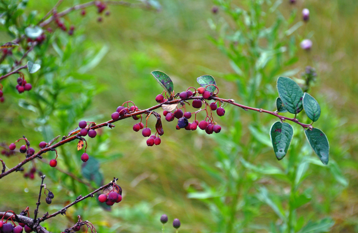 Изображение особи Cotoneaster melanocarpus.