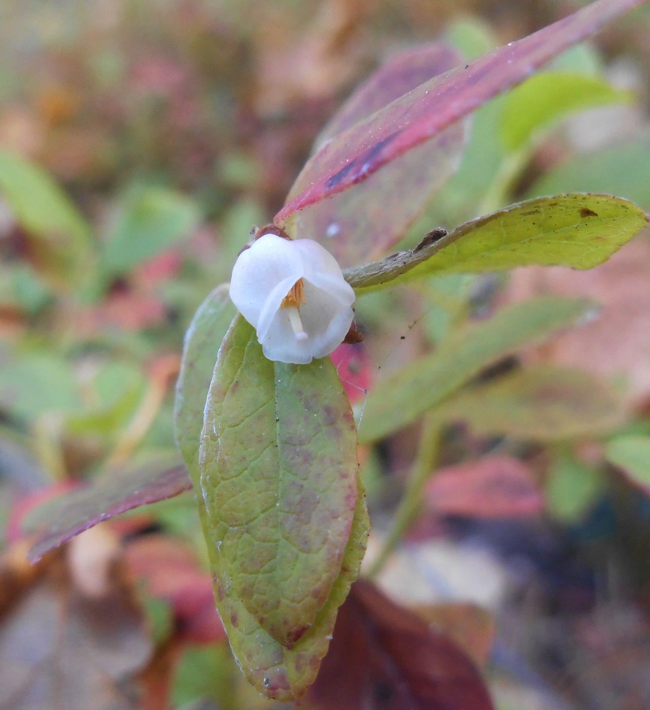 Изображение особи Vaccinium &times; intermedium.