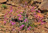 Silene armeria. Цветущее растение. Сербия, национальный парк Тара, плоскогорье Равна Тара, западный берег оз. Заовине, каменистый склон. 11.07.2019.