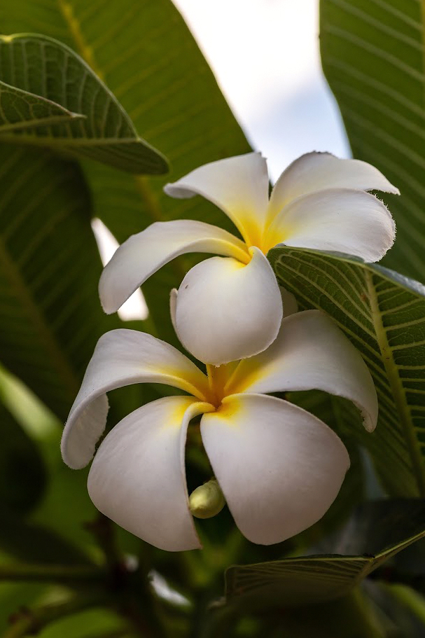 Изображение особи род Plumeria.