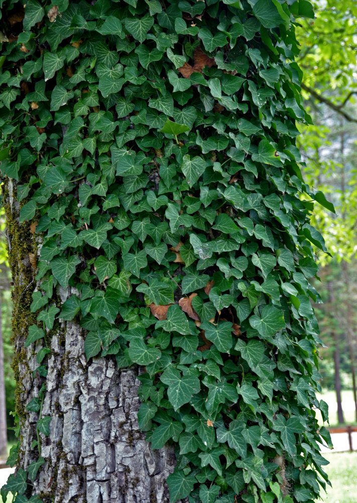 Изображение особи Hedera helix.