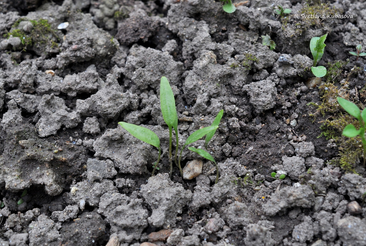 Image of Trillium flexipes specimen.