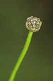 Eriocaulon chinorossicum