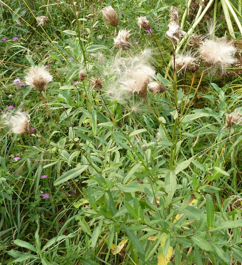 Изображение особи Cirsium setosum.