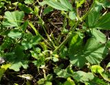 Geum macrophyllum