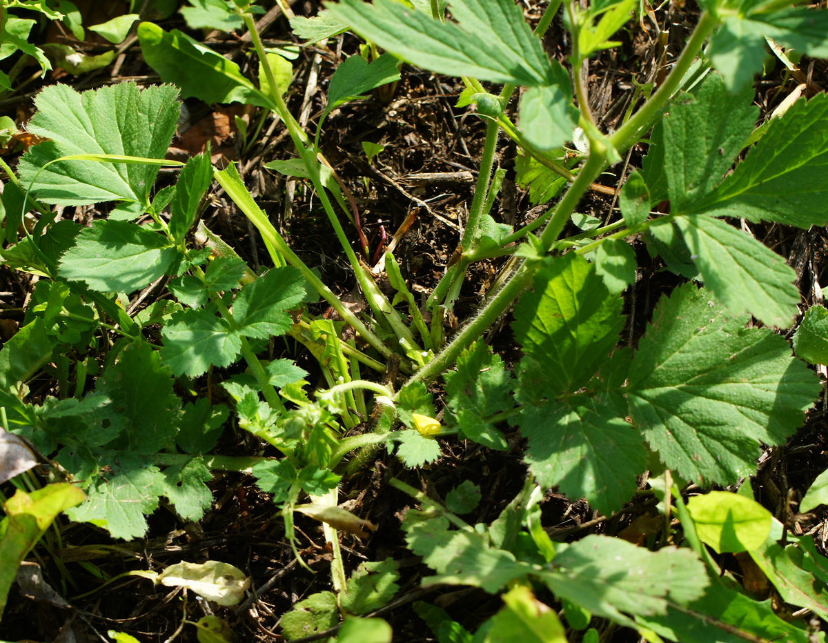 Изображение особи Geum macrophyllum.