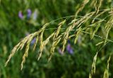 Festuca arundinacea