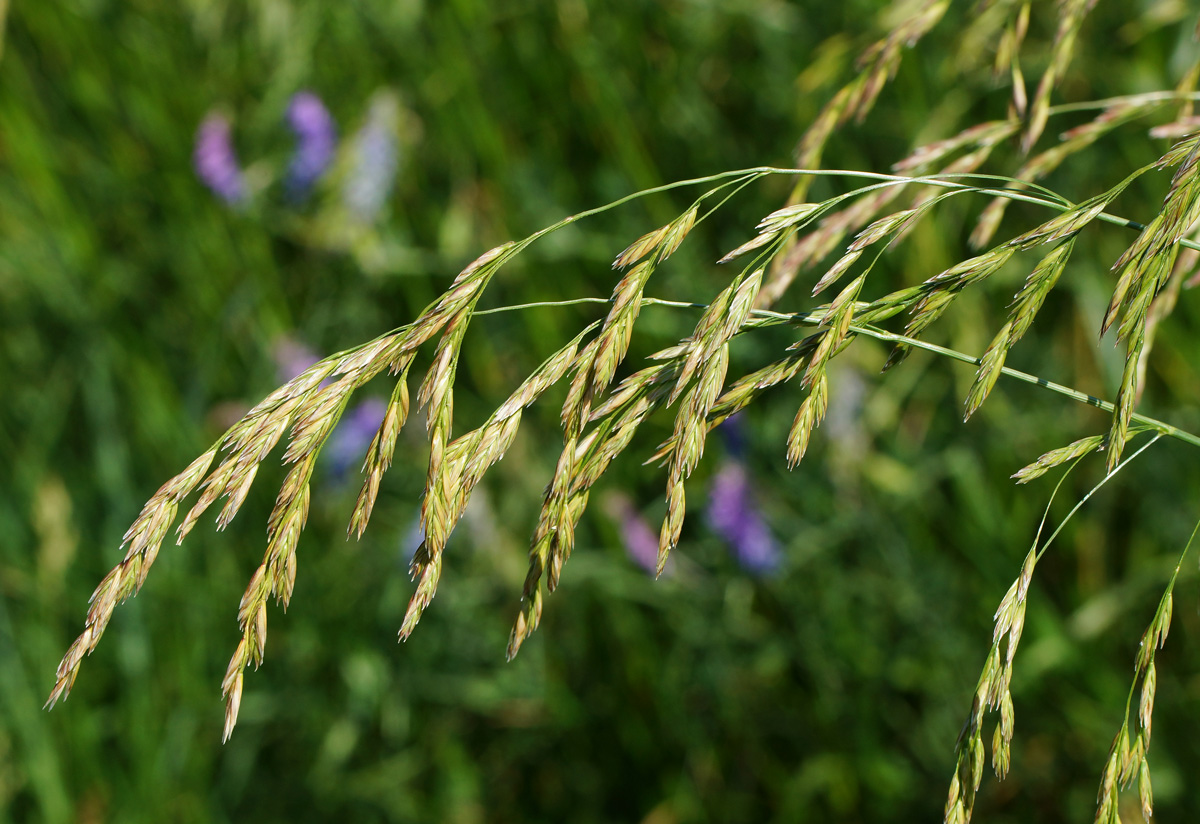 Изображение особи Festuca arundinacea.