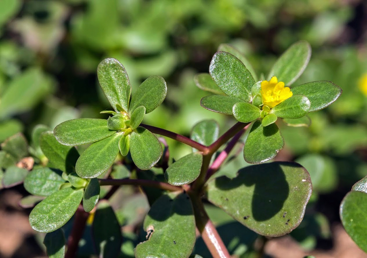 Изображение особи Portulaca oleracea.