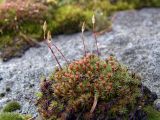 Polytrichum piliferum
