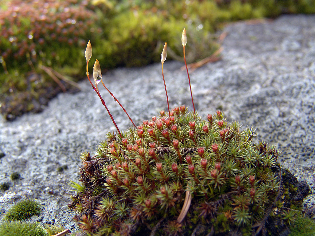 Image of Polytrichum piliferum specimen.