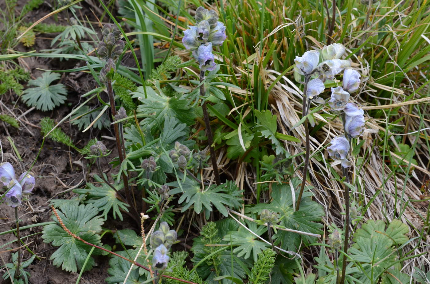 Image of Aconitum rotundifolium specimen.