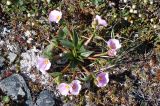 Claytonia acutifolia