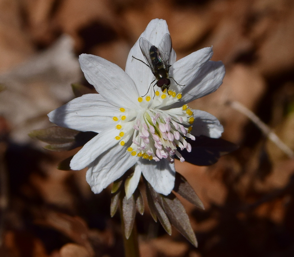 Изображение особи Eranthis stellata.