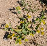 Bupleurum subovatum