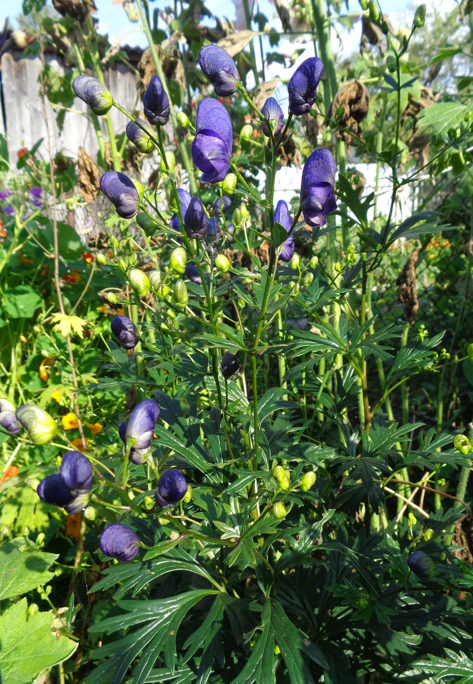 Изображение особи Aconitum &times; stoerkianum.