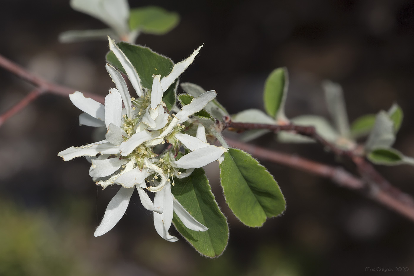 Image of Amelanchier ovalis specimen.